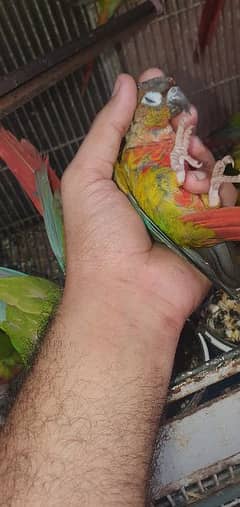 pineapple n green cheek conure 0