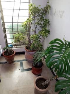 Plants with pots & Stands, well maintained for sale in all sizes