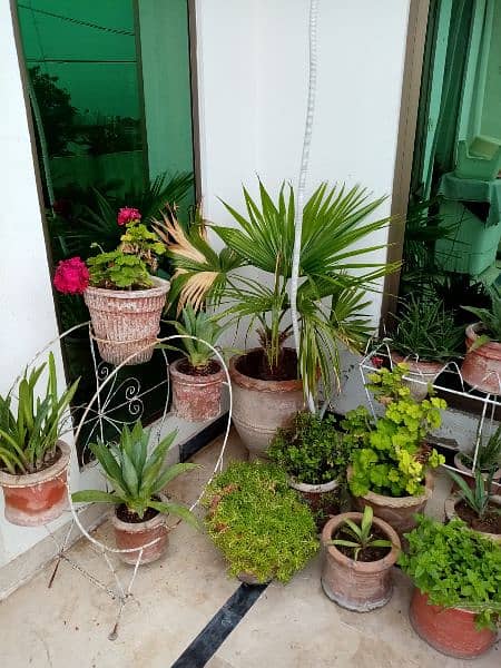 Plants with pots & Stands, well maintained for sale in all sizes 1