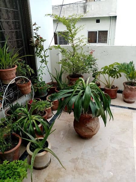 Plants with pots & Stands, well maintained for sale in all sizes 3