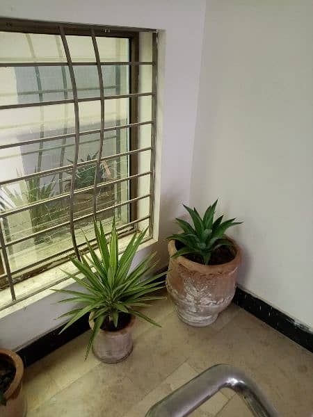 Plants with pots & Stands, well maintained for sale in all sizes 4