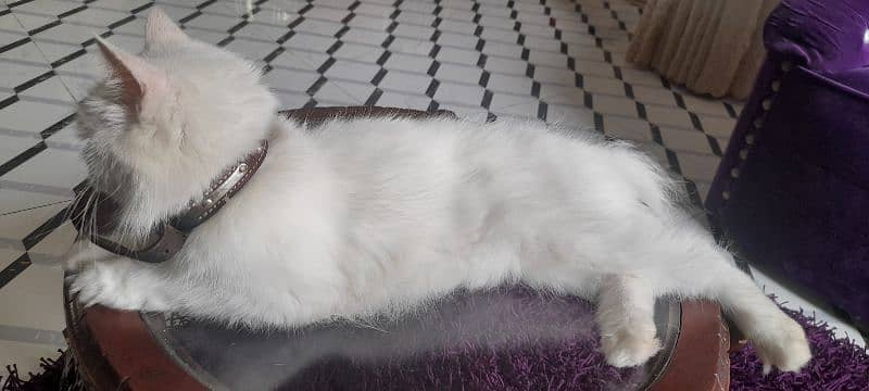 persian cat for sale 1