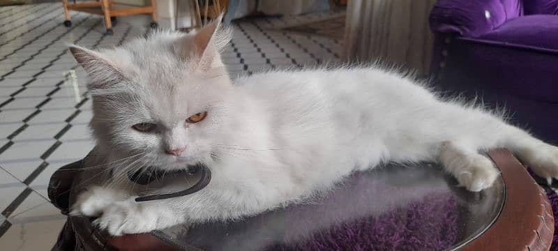 persian cat for sale 2