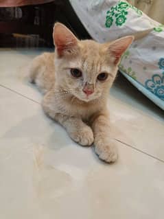 4 months old Persian cat for urgent sale