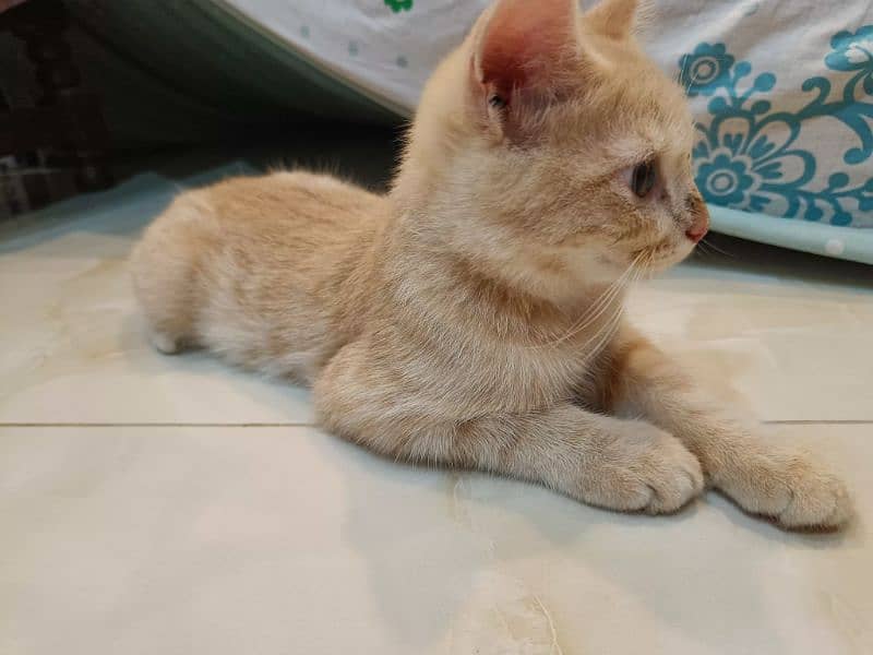 4 months old Persian cat for urgent sale 1