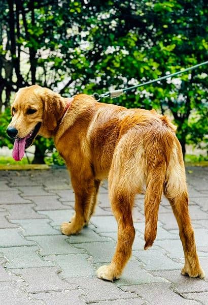 Golden Retriever For Sale 1