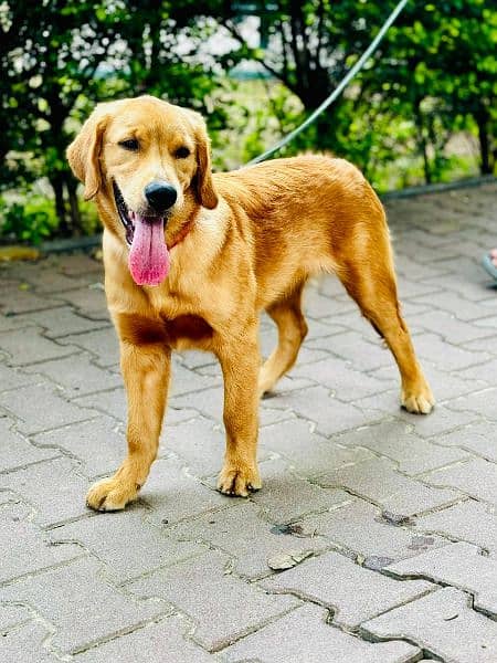 Golden Retriever For Sale 2