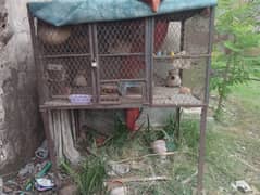 Pinjra(Cage) for pets with 6 طوطے(parrots)