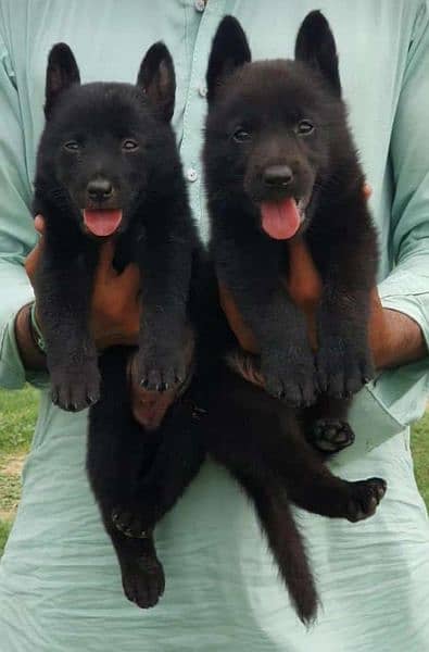 black German shepherd double core Jodi 2 months for sale available 0