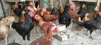 Golden Hens / Misri Murgiya / Desi Egg Hen / Murgi / Chuzay