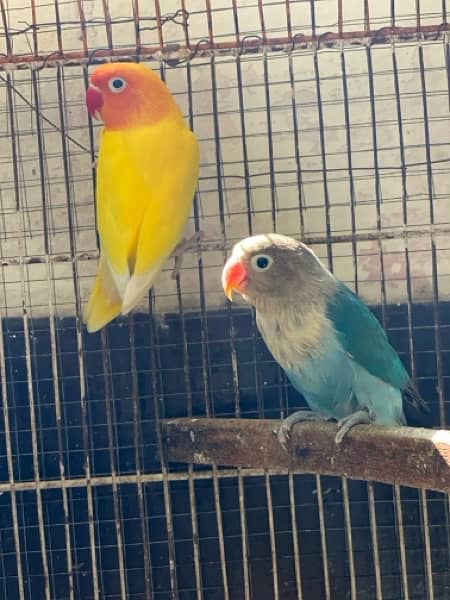 Love Birds and Australion breeder pairs 03120860519 3