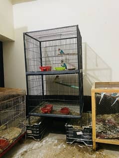 Love Birds and Cages for sale03120860519