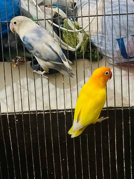 Love Birds and Australion breeder pairs 03120860519 6