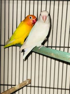 Love Birds and Australion breeder pairs 03120860519 0