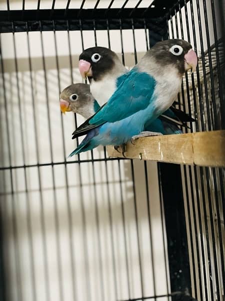 Love Birds and Australion breeder pairs 03120860519 9