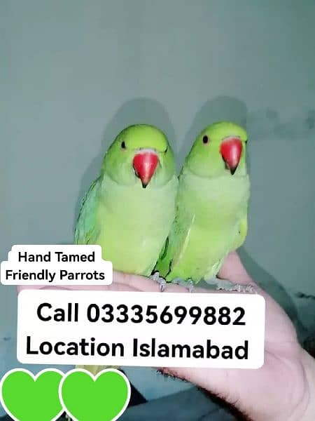 Single 4500 Hand Tamed Friendly Green Ring Neck Parrots Male/Female 0