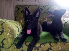 Black German shepherd