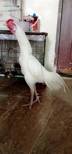 Paper white heera Aseel breeder male for sale