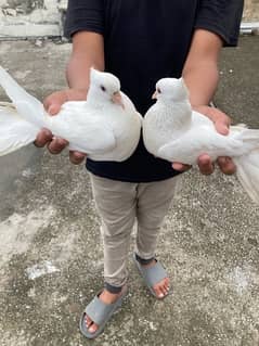 pegion laka breeding pair 0