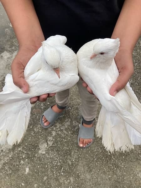 pegion laka breeding pair 1