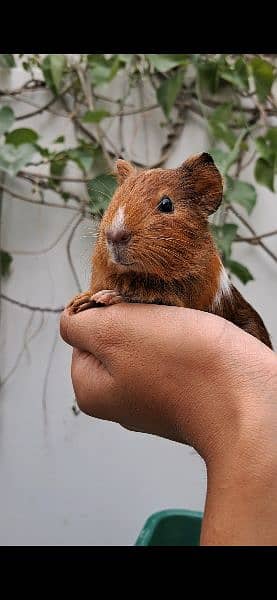 Cute Guinea Pigs(cavies] 1