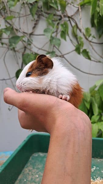 Cute Guinea Pigs(cavies] 7