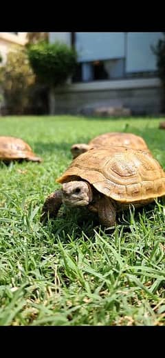 cute Baby Tortoise