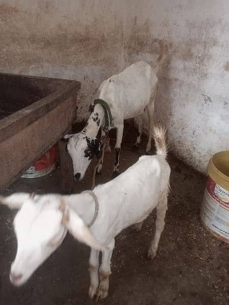 Beetal Bakra . . Bur Burra Pair. and Bakri 5