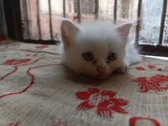 baby kittens for sale 0