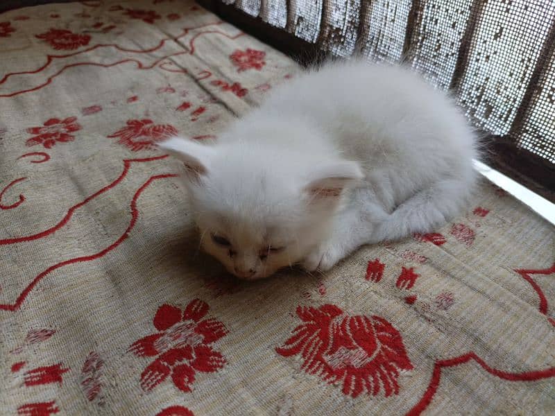 baby kittens for sale 1