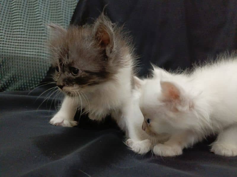 baby kittens for sale 3