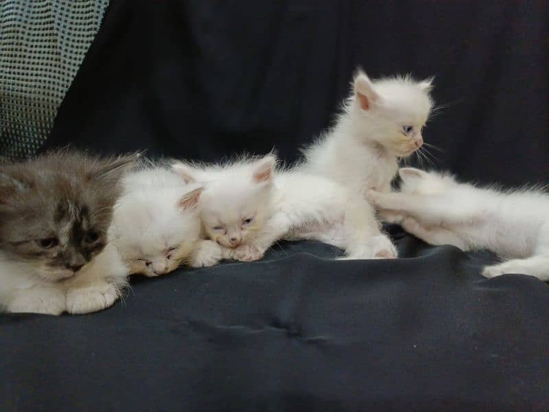 baby kittens for sale 4