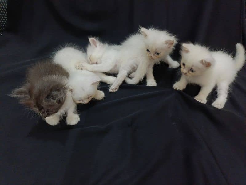 baby kittens for sale 5