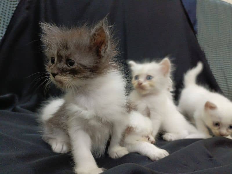 baby kittens for sale 6