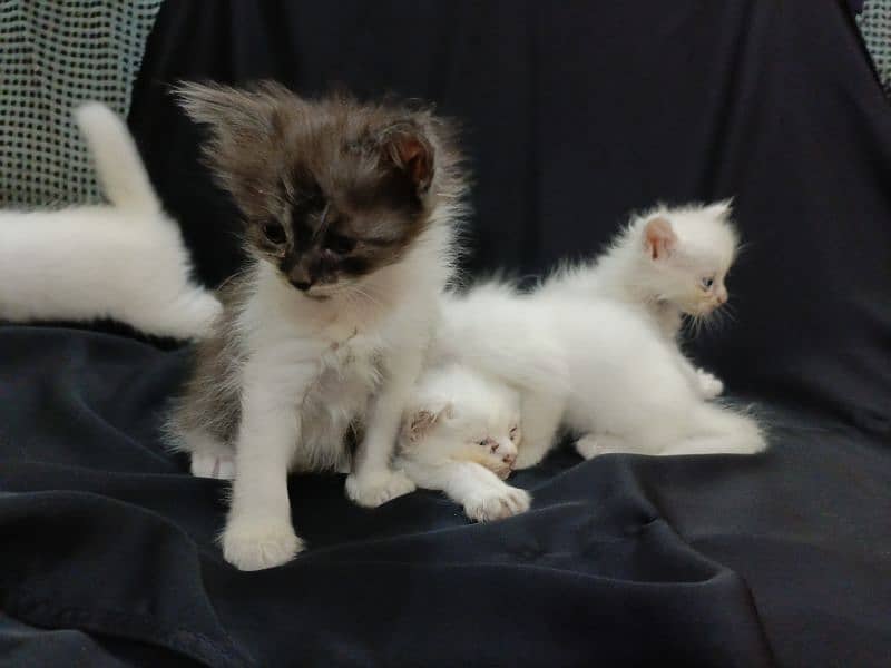 baby kittens for sale 7