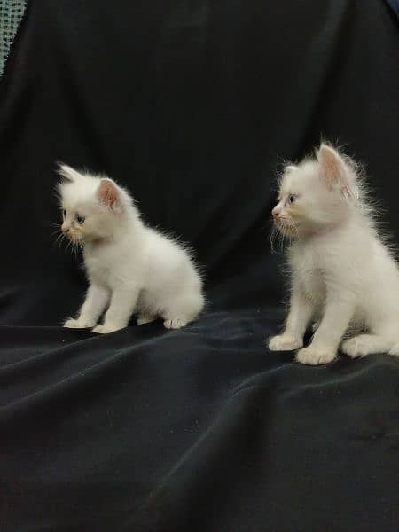 baby kittens for sale 8