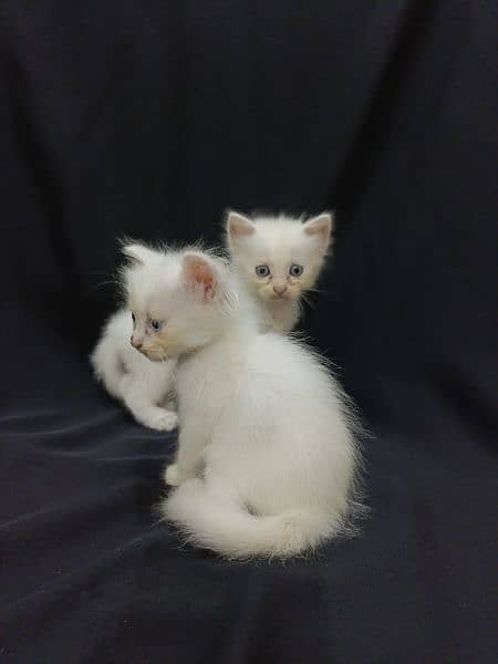 baby kittens for sale 9