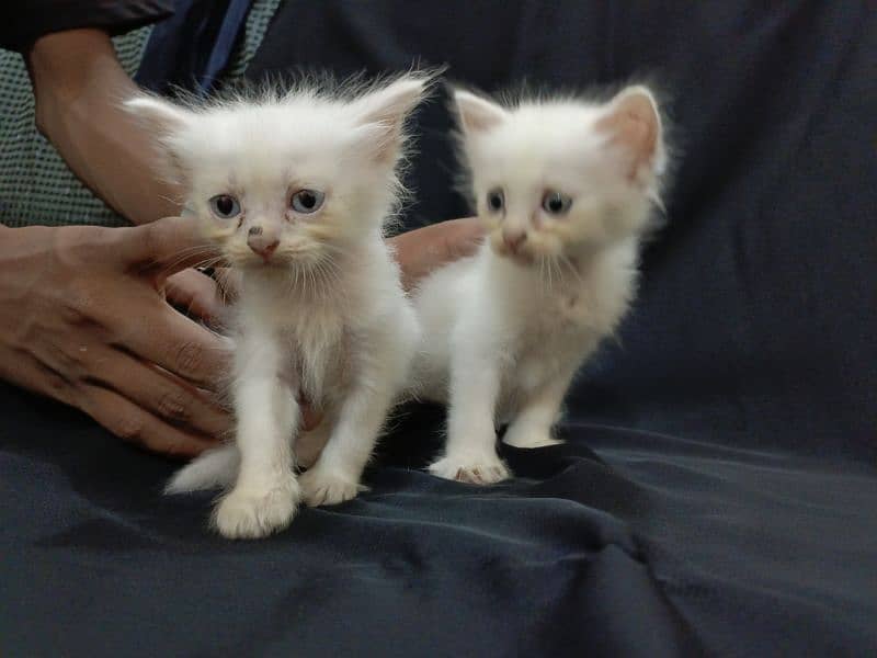 baby kittens for sale 10