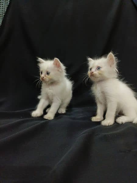 baby kittens for sale 12