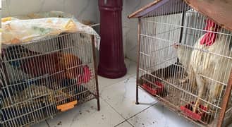 Two Pairs of Homebred Chickens with Cages – Desi & Farmi Breeds 0