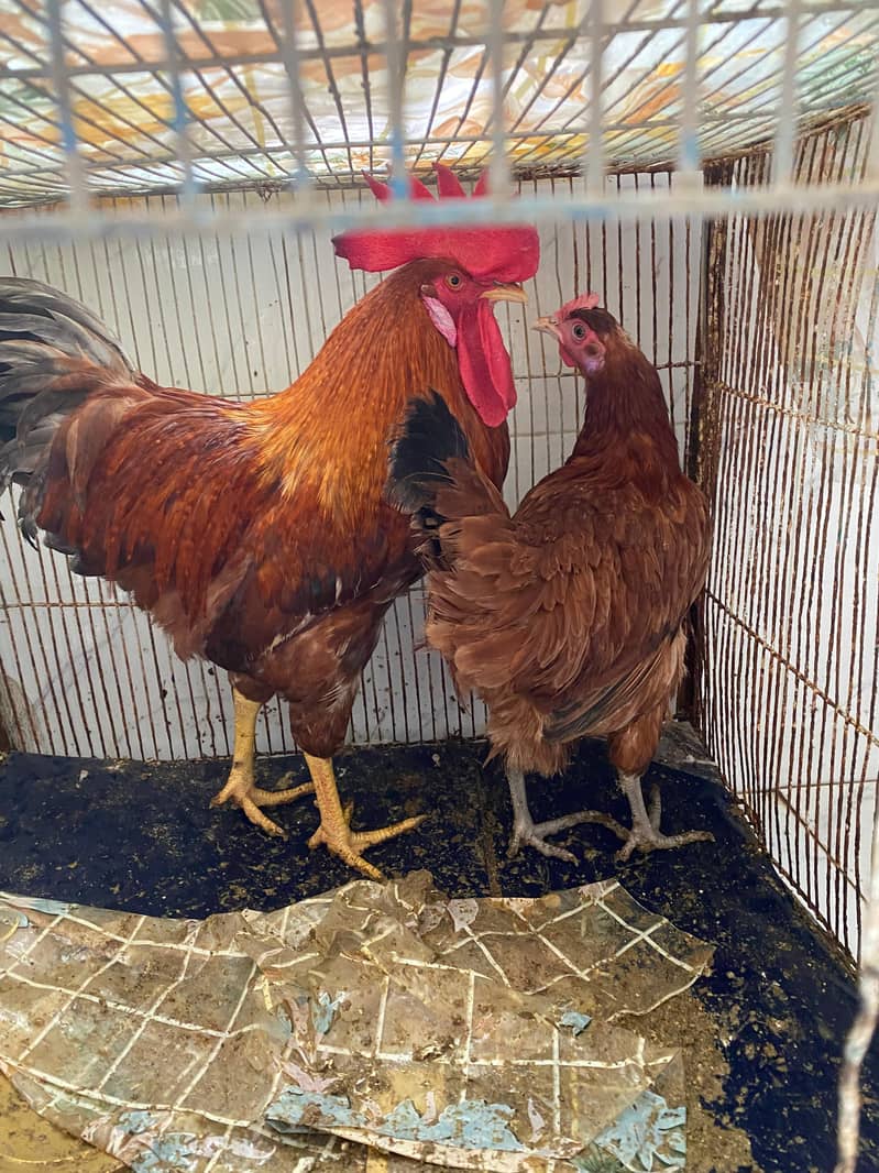 Two Pairs of Homebred Chickens with Cages – Desi & Farmi Breeds 4