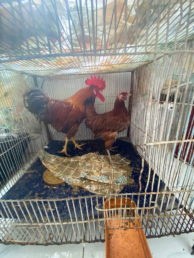 Two Pairs of Homebred Chickens with Cages – Desi & Farmi Breeds 5