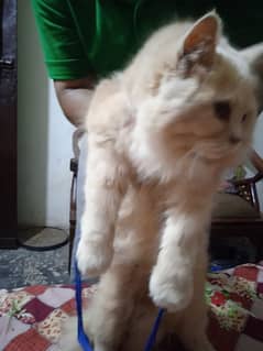 Persian cat for sale 0