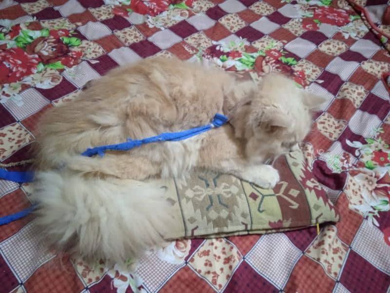 Persian cat for sale 1