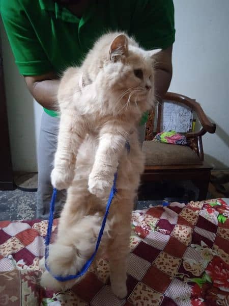 Persian cat for sale 2