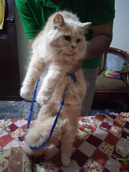 Persian cat for sale 3