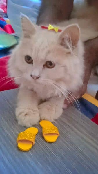 Persian cat for sale 4