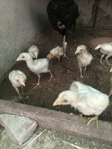 Aseel Heera Paper White Chicks For Sale 3