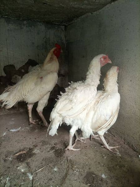 Aseel Heera Paper White Chicks For Sale 4