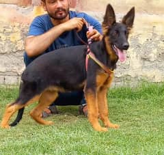 Top quality german shepherd female 3 month age for sale